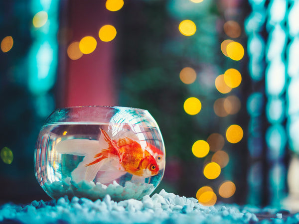 Aquarium