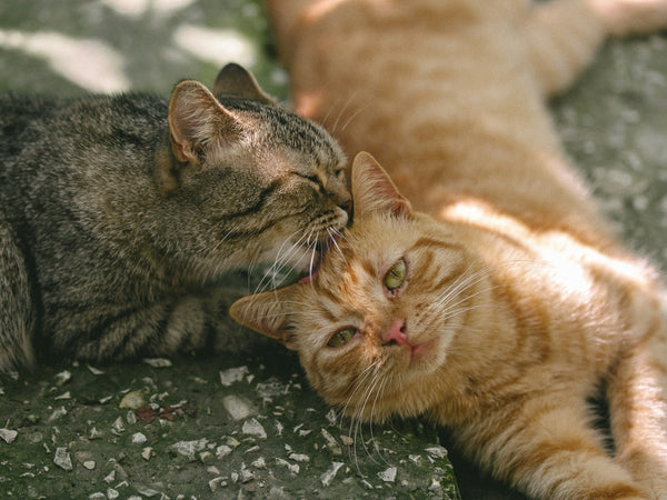 Grooming & Care