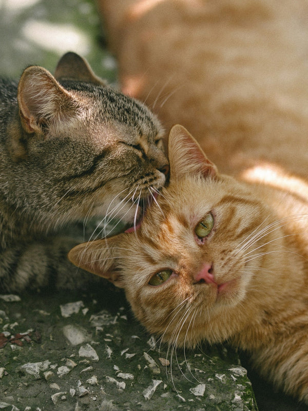 Grooming & Care