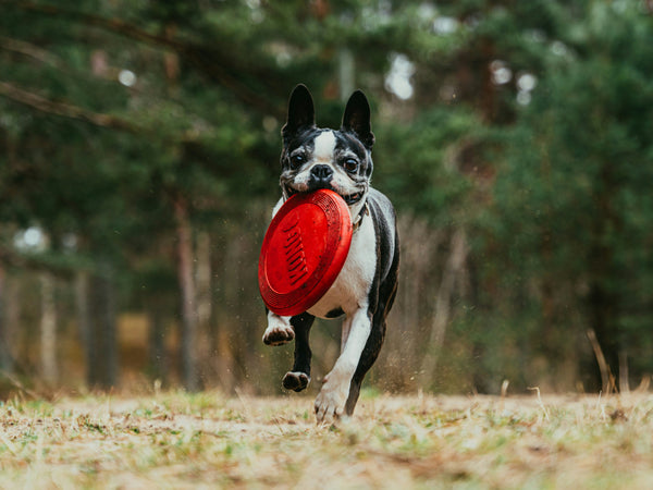 Toys & Play