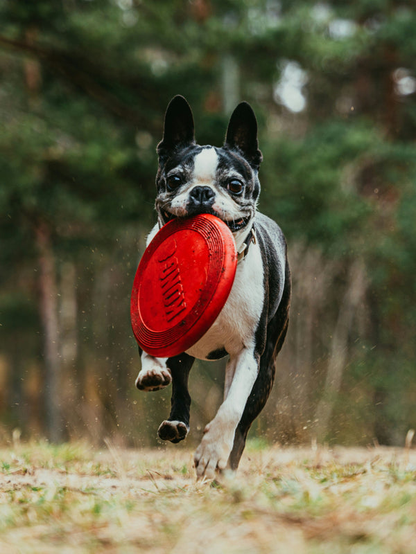 Toys & Play